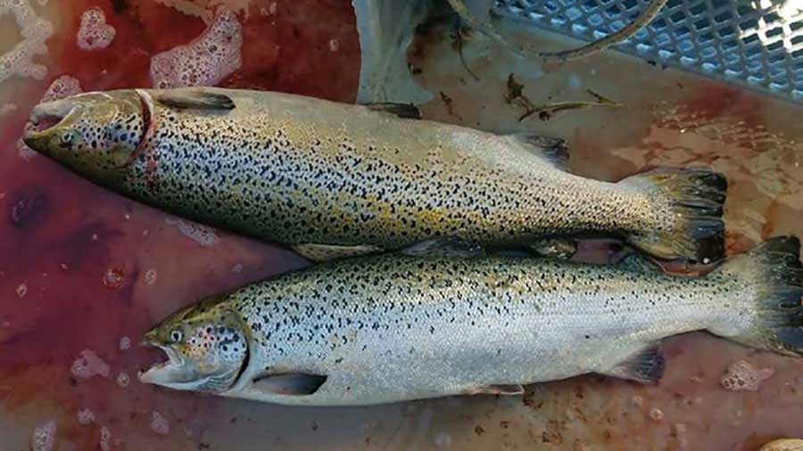 اندر احوالات بی عرضه یکم